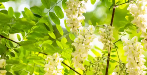 How to Maximize Quercetin Absorption with Vitamin C